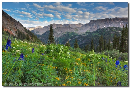 Colorado Wildflowers are vibrant in the summer in Yankee Boy Basin.