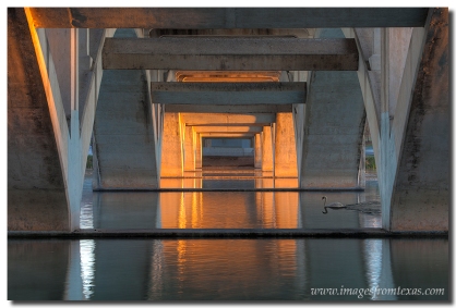 A swan swims by underneath Lamar Bridge in Austin, Texas.