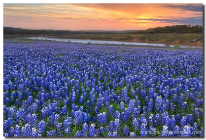 This bluebonnet image comes from Turkey Bend, just south of Marble Falls in the Texas Hill Country.