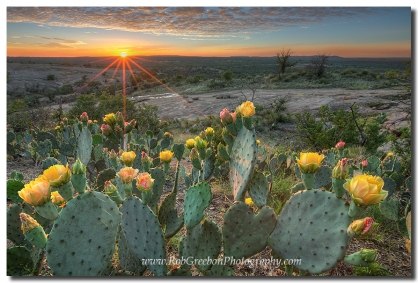 Prickly Pear Cacti bloom at Enchanted Rock State Park in the Texas Hill Country.
