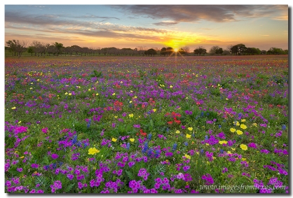 A Texas wildflower image from the Spring of 2014 shows a variety of colors at sunrise.