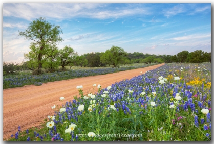 Bluebonnets fill the roadsides of this dirt path near Mason, Texas.