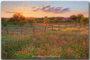 Texas wildflowers - red firewheels - enjoy the last light of day on a Texas Hill Country sunset.