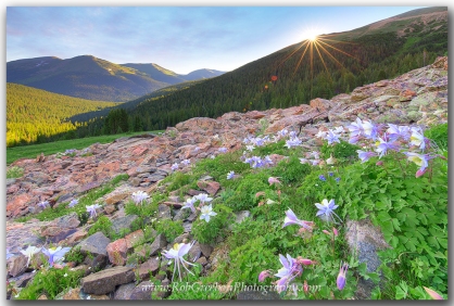 Colorado's state wildflower, the Columbine, fill a rocky slope near Butler Gulch.