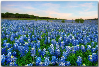 Bluebonnets grow along the shores of Lake Travis on the edge of the Texas Hill Country.