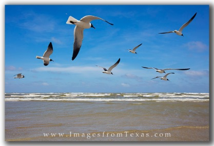 Blue skies and seagulls enjoy a summer afternoon at Port Aransas, Texas.