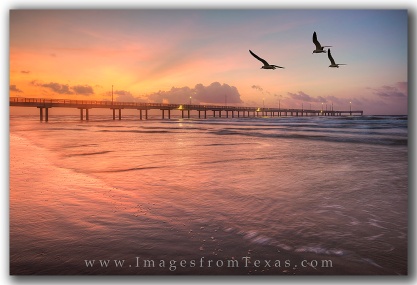 Seagulls fly over the beach at Port Aransas, Texas.